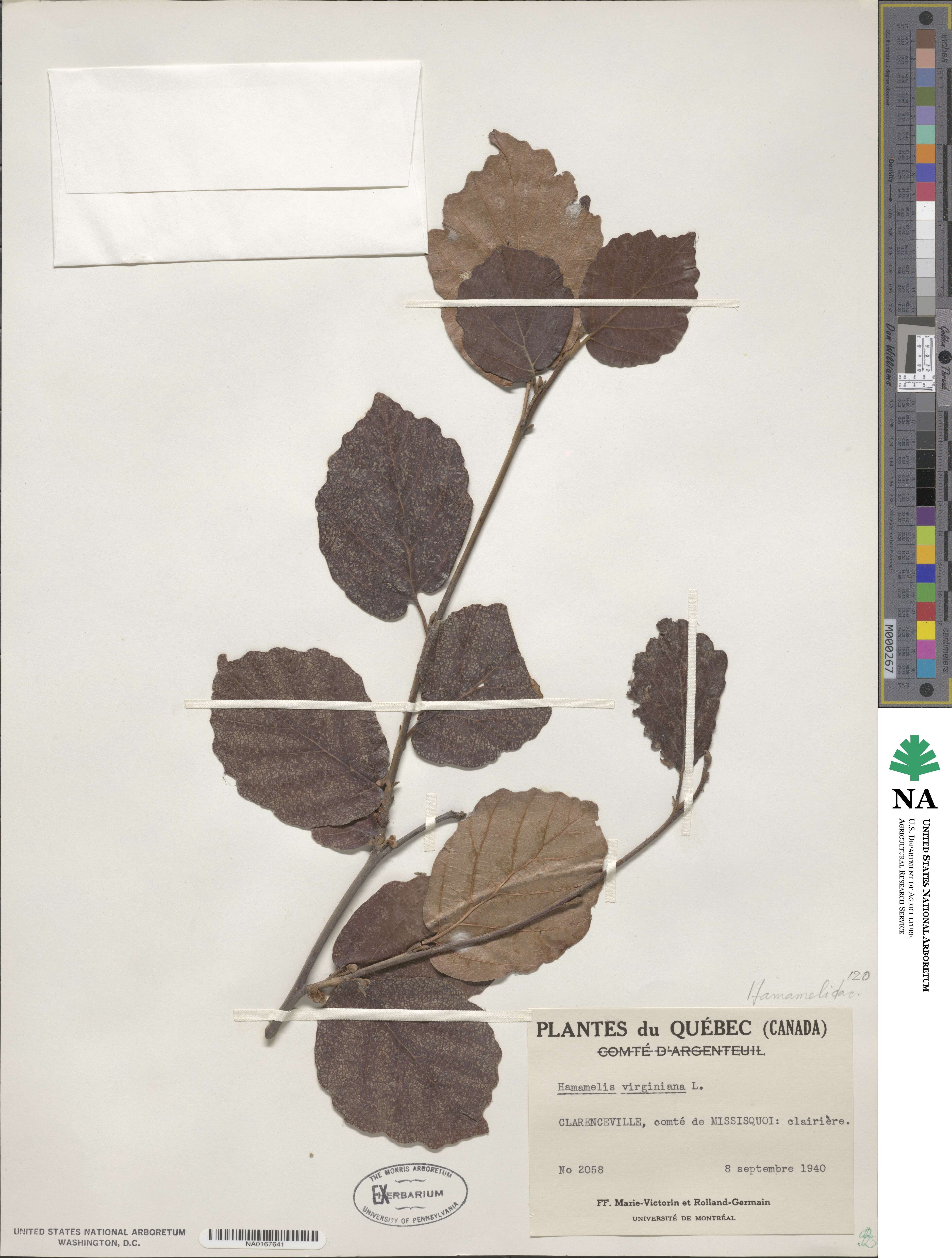 Hamamelis virginiana image