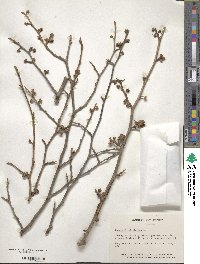 Hamamelis virginiana image