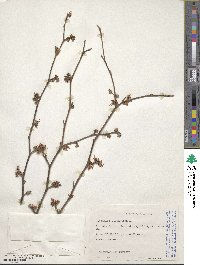 Hamamelis virginiana image