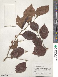 Hamamelis virginiana image