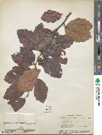 Hamamelis virginiana image