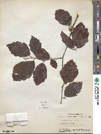 Hamamelis virginiana image