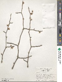 Hamamelis virginiana image