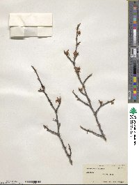 Hamamelis virginiana image