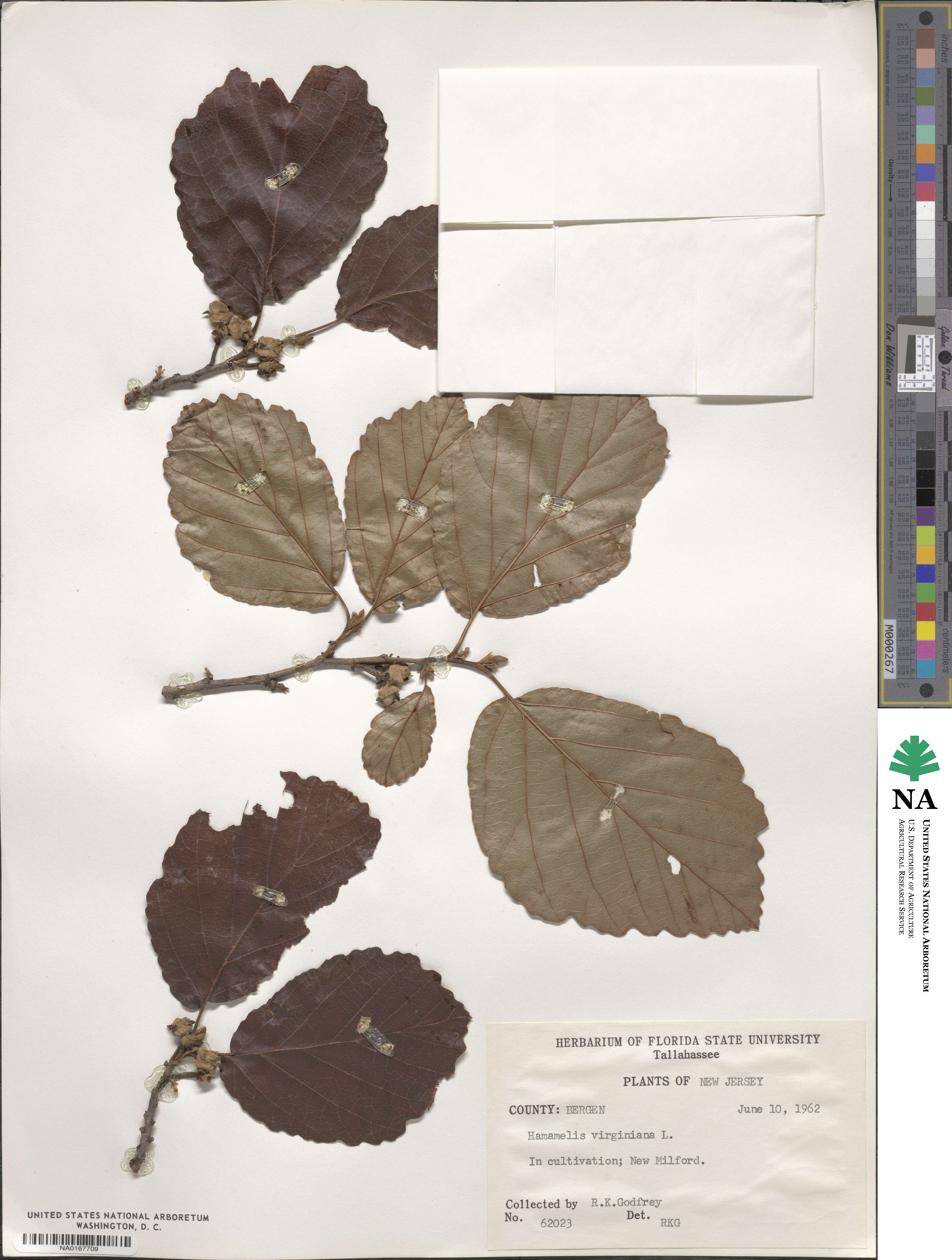 Hamamelis virginiana image