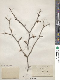 Hamamelis virginiana image