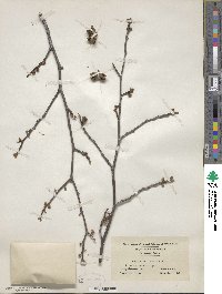 Hamamelis virginiana image