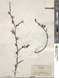 Hamamelis virginiana image