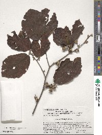 Hamamelis virginiana image