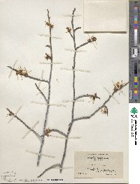 Hamamelis virginiana image