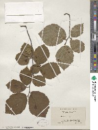 Hamamelis virginiana image