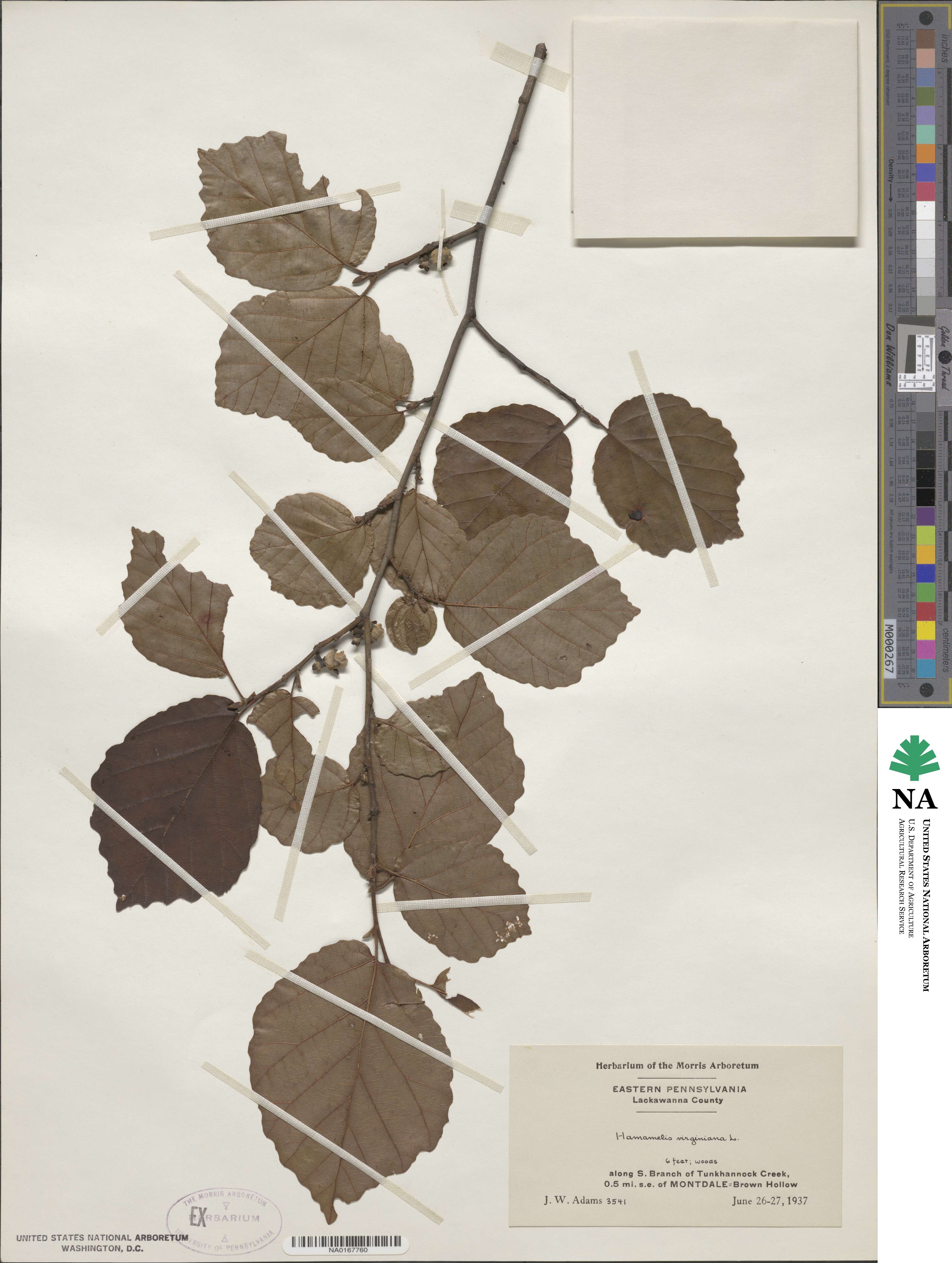 Hamamelis virginiana image