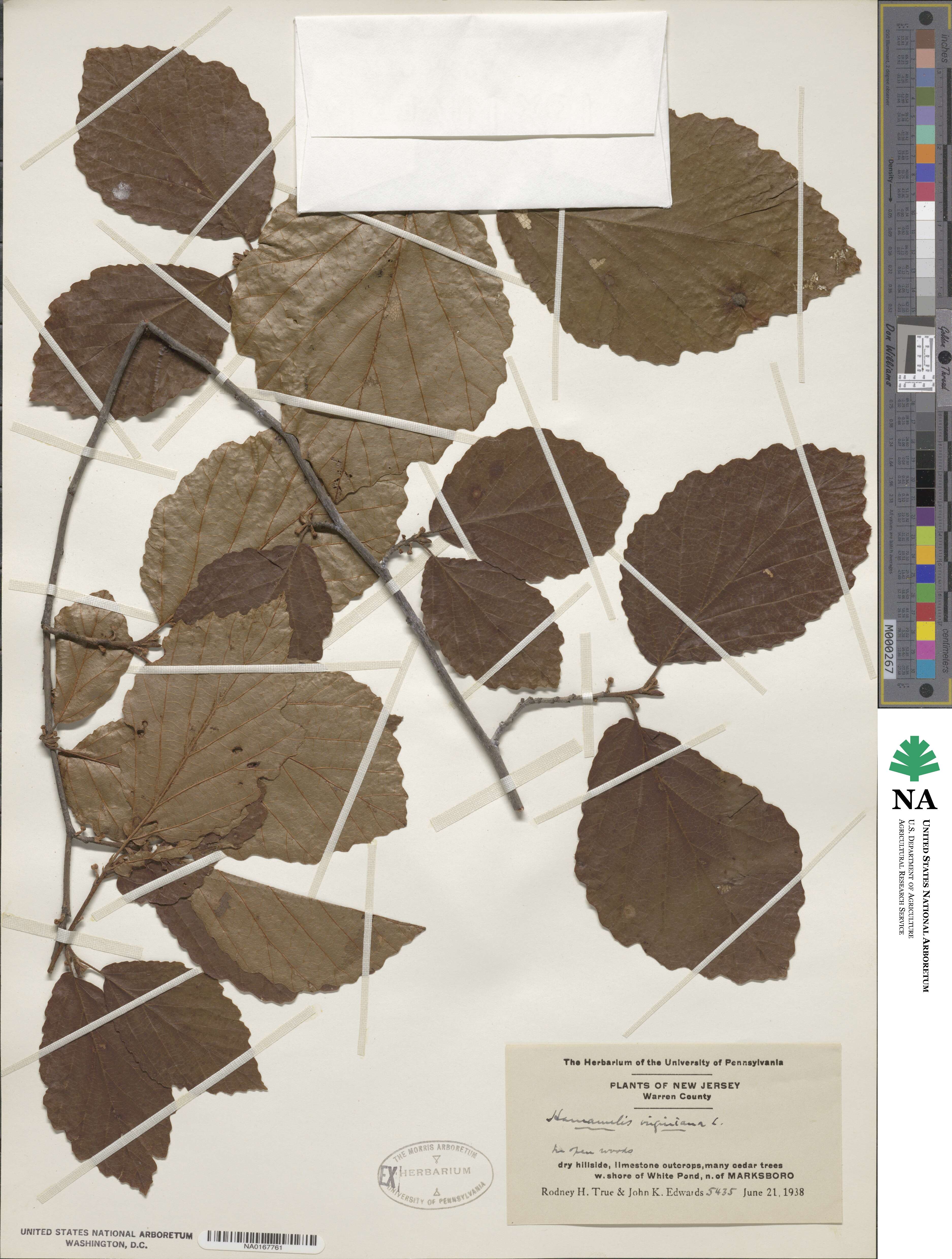 Hamamelis virginiana image