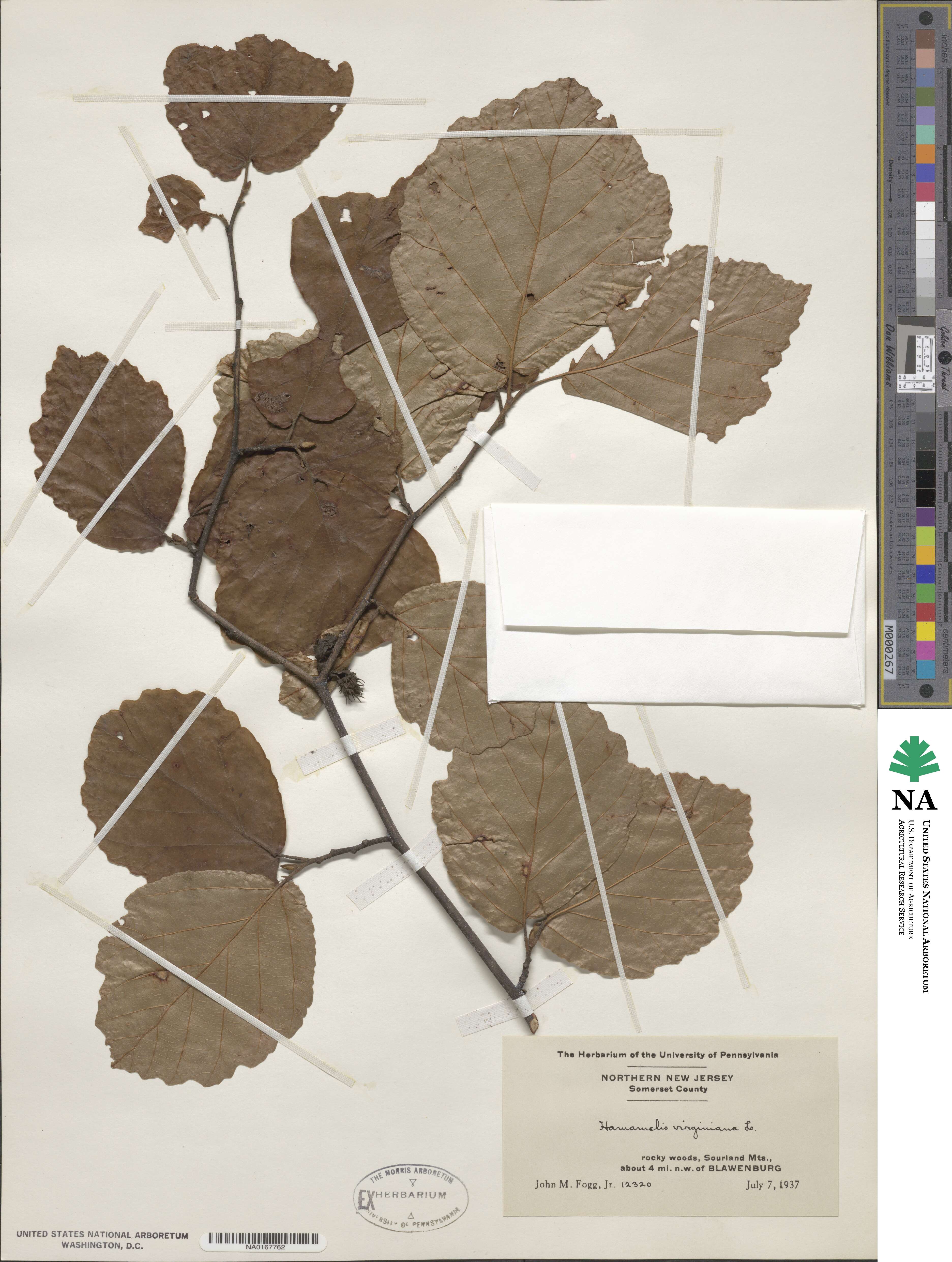 Hamamelis virginiana image