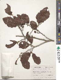 Hamamelis virginiana image