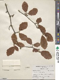 Hamamelis virginiana image