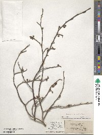 Hamamelis virginiana image