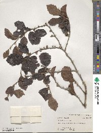 Hamamelis virginiana image