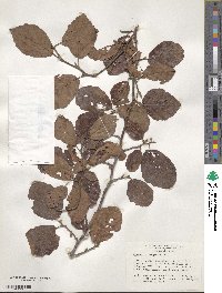 Hamamelis virginiana image