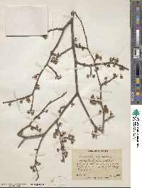 Hamamelis virginiana image