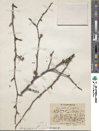 Hamamelis virginiana image