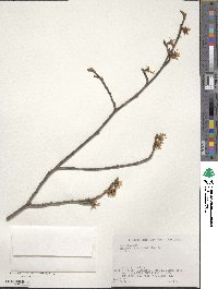 Hamamelis japonica image