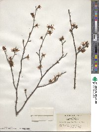 Hamamelis japonica image