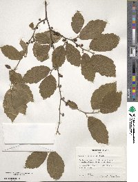 Hamamelis virginiana image