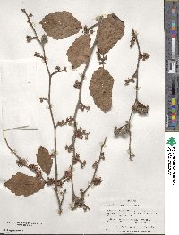 Hamamelis virginiana image