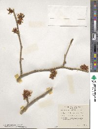 Hamamelis mollis image