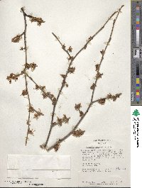 Hamamelis japonica image