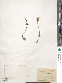 Codonorchis lessonii image