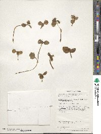 Codonorchis lessonii image