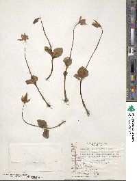 Codonorchis lessonii image