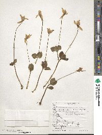 Codonorchis lessonii image