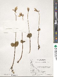 Codonorchis lessonii image