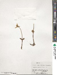 Codonorchis lessonii image