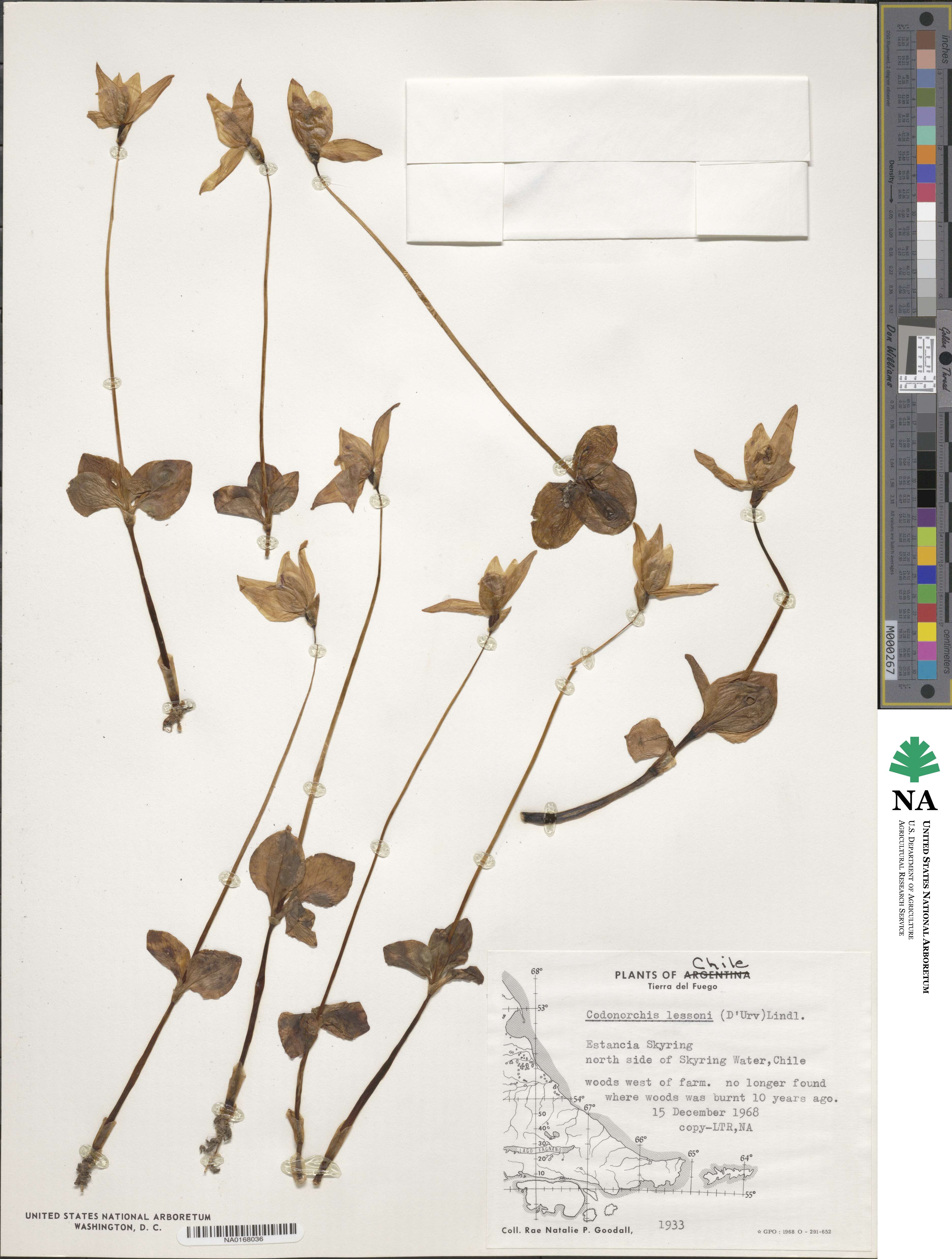Codonorchis lessonii image
