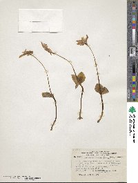 Codonorchis lessonii image