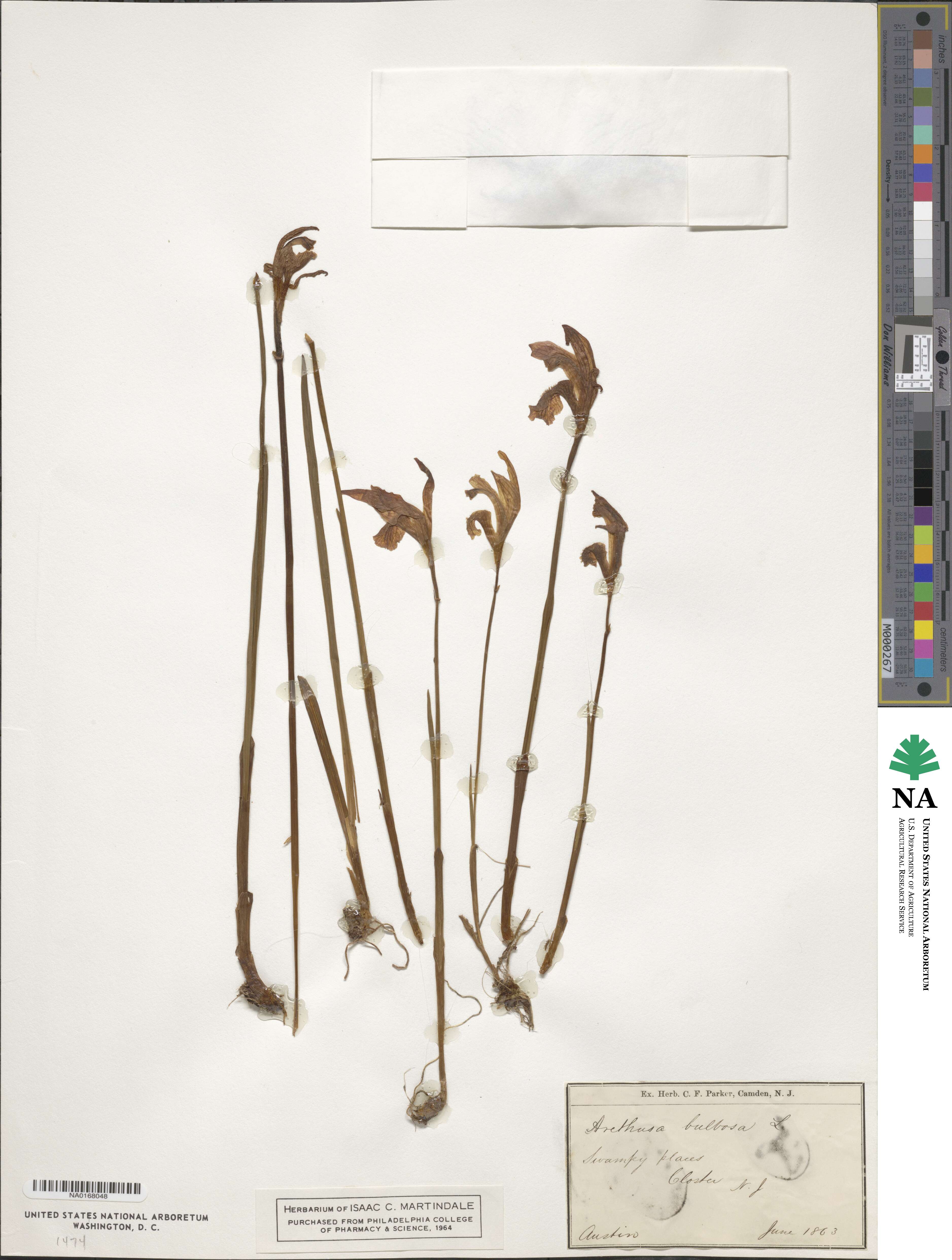Arethusa bulbosa image