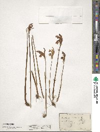 Arethusa bulbosa image