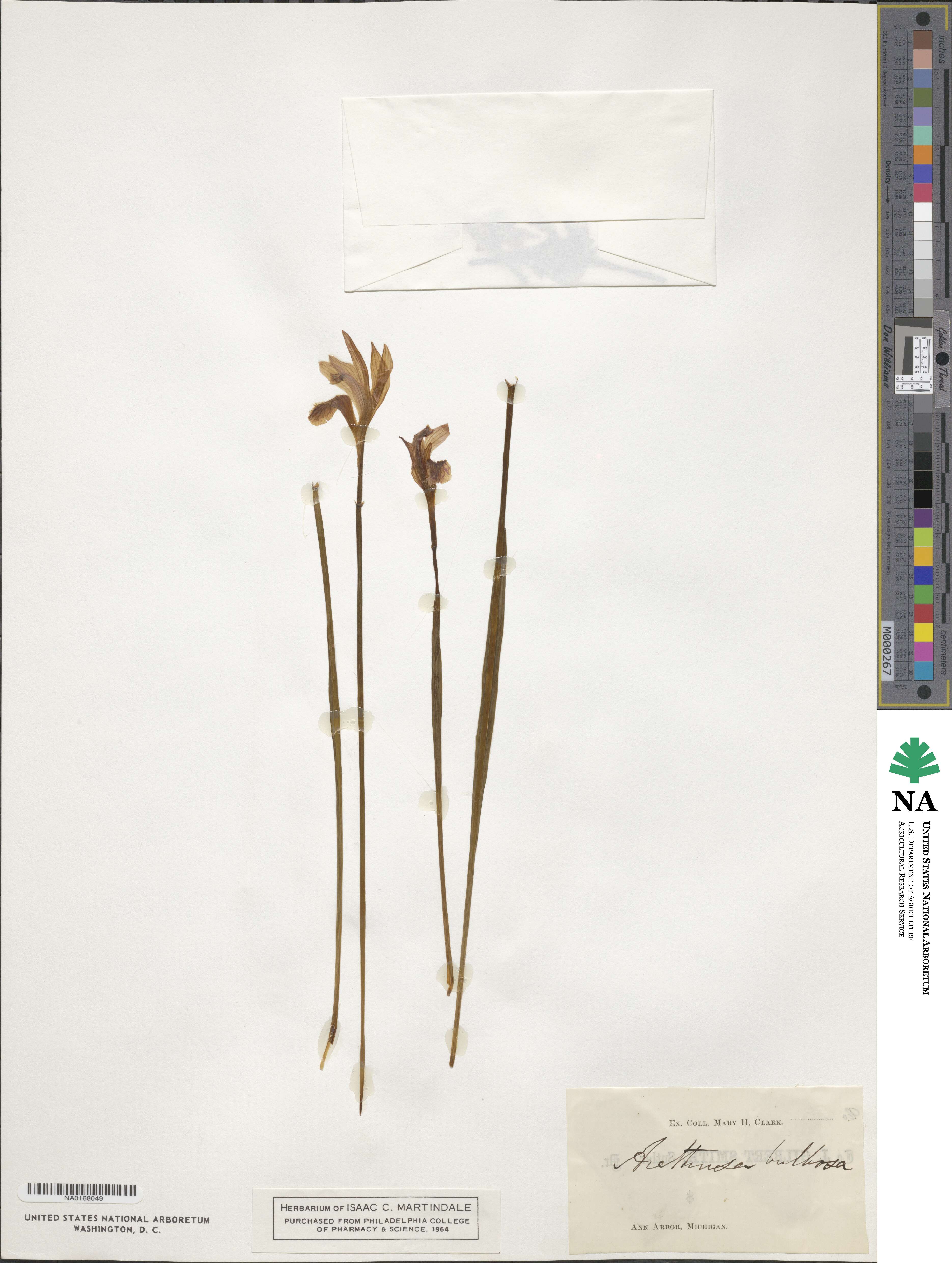 Arethusa bulbosa image