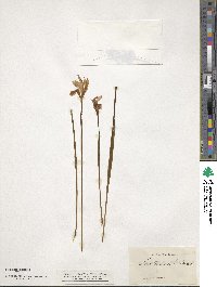 Arethusa bulbosa image