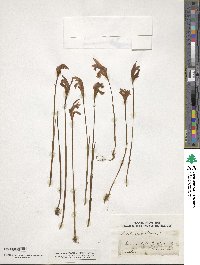 Arethusa bulbosa image