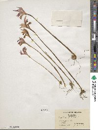 Arethusa bulbosa image