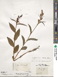 Media resource of Cephalanthera longifolia
