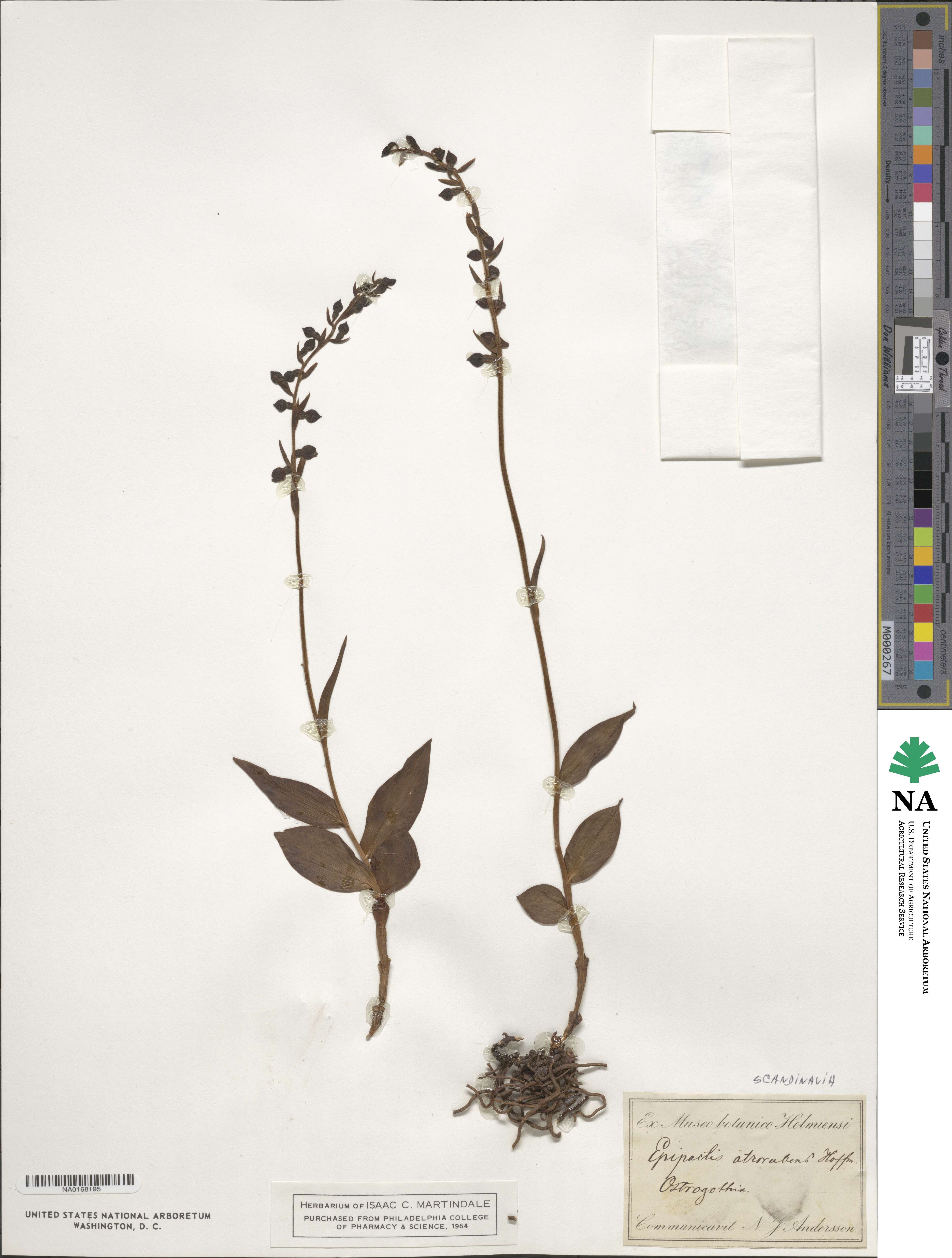 Orchidaceae image