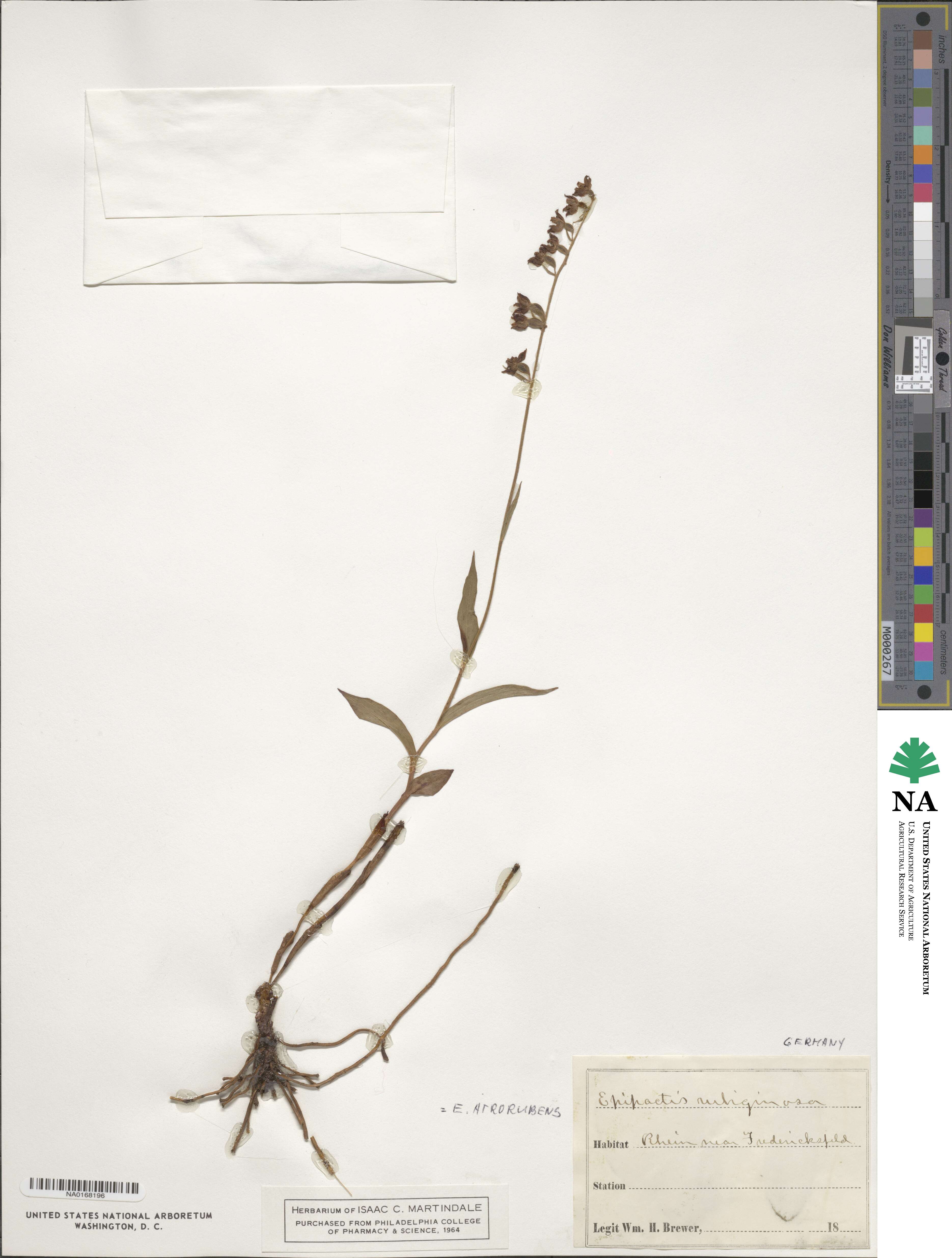 Orchidaceae image