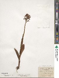 Epipactis latifolia image