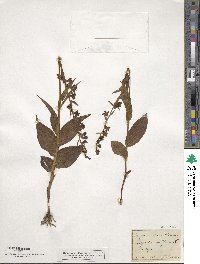 Epipactis latifolia image